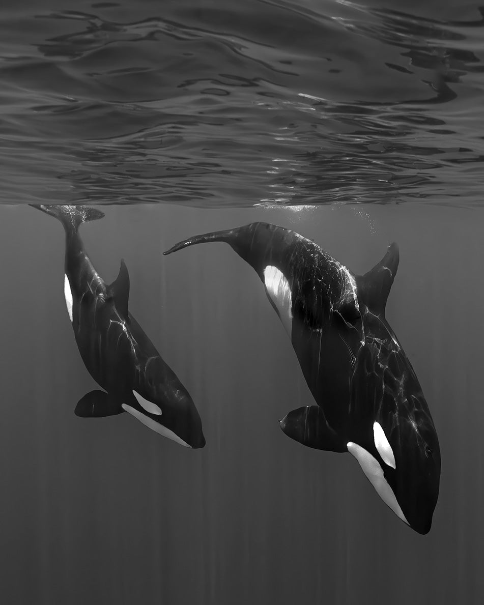 Orcas, Sea lions, and Mobula Rays In the Sea of Cortez