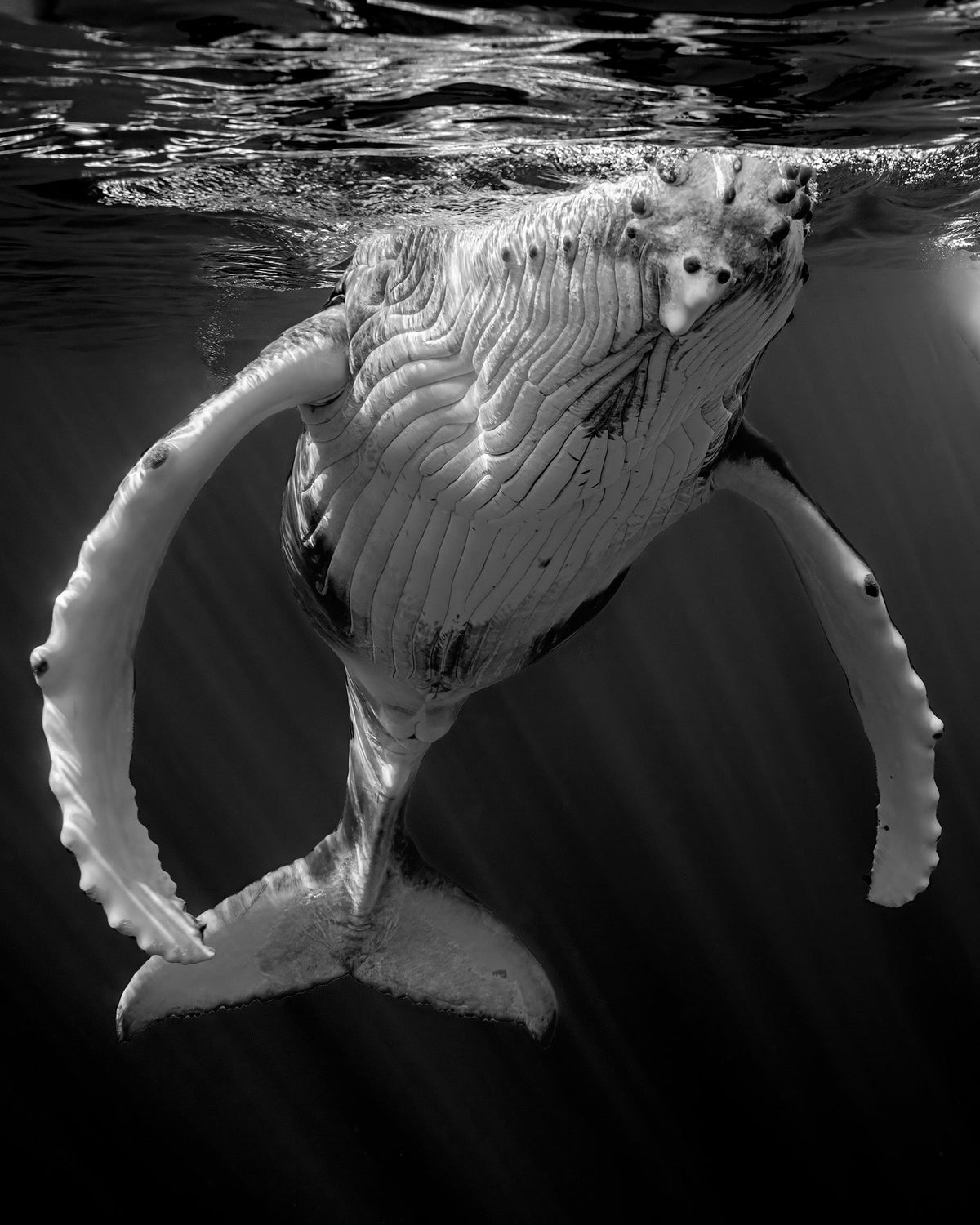The Humpbacks of French Polynesia