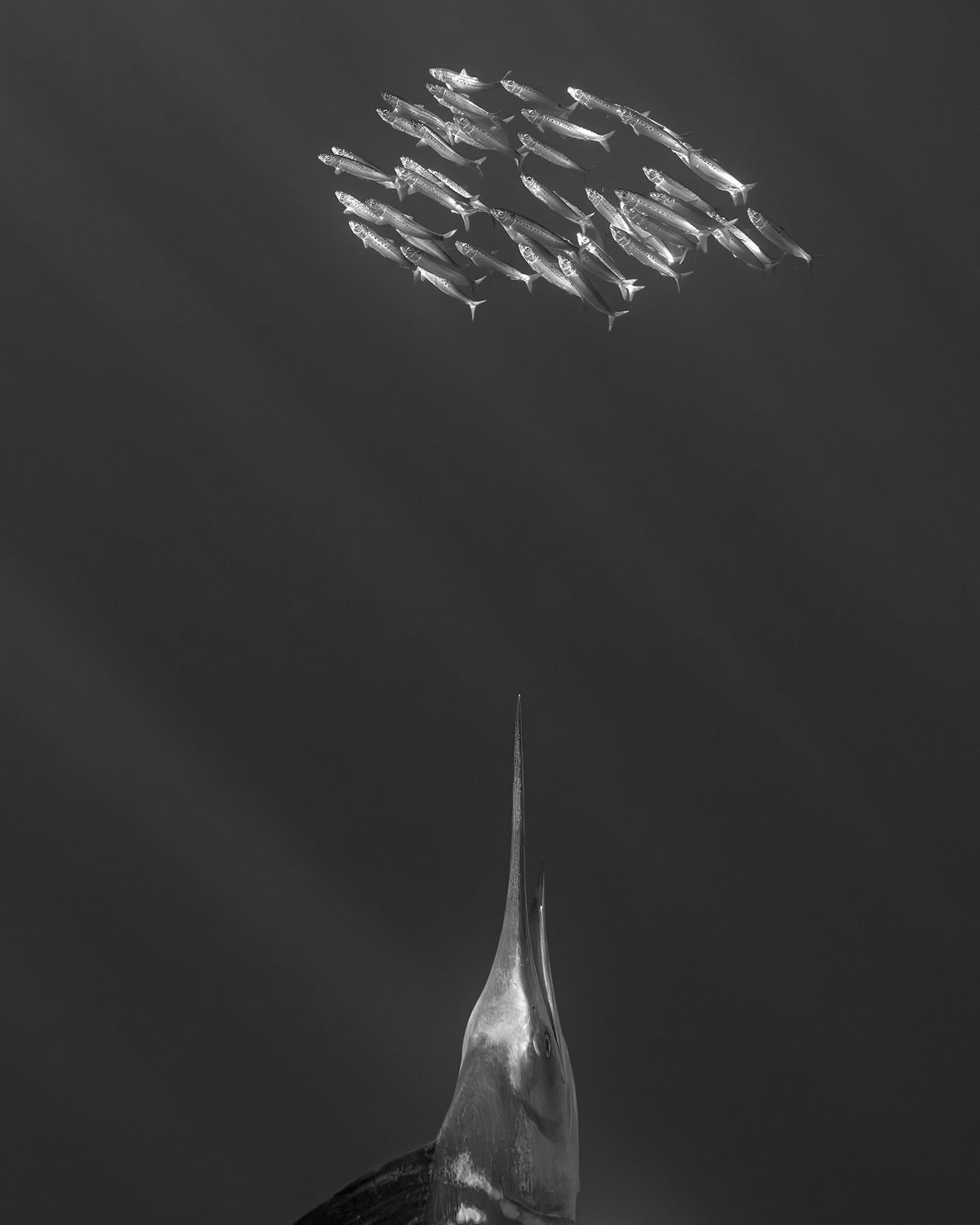 Sardine Migration Magdalena Bay