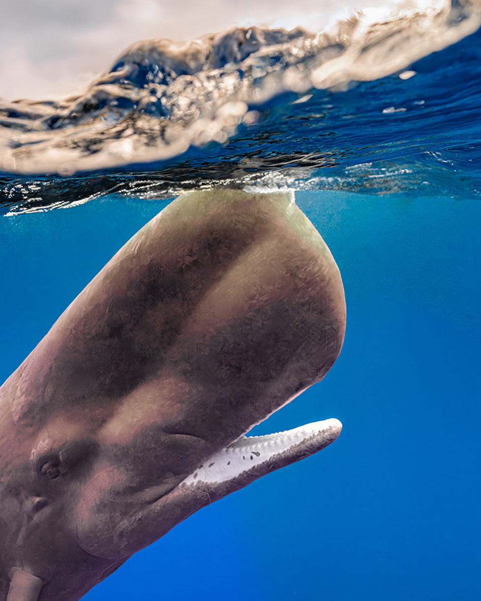 Sperm and Pilot Whales of Dominica