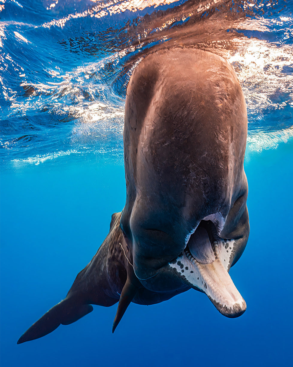 Sperm and Pilot Whales of Dominica